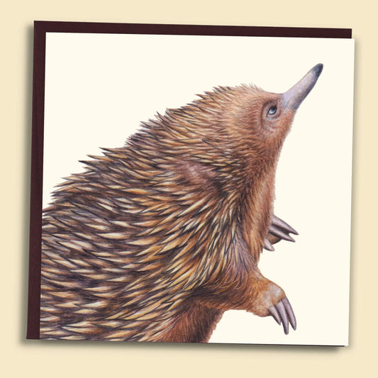 Papernest Echidna Blank Card