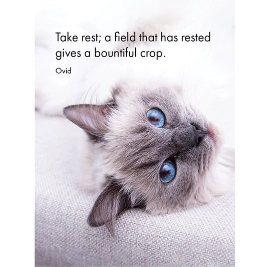 Affirmations 24 Cards - Cat's Whiskers - DCW